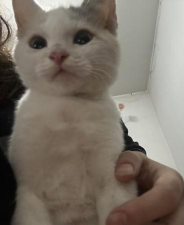 манчкин котенок купить: 🏡 Ищем добрый дом для котёнка ❤️ Отдаем в самые заботливые и — 1