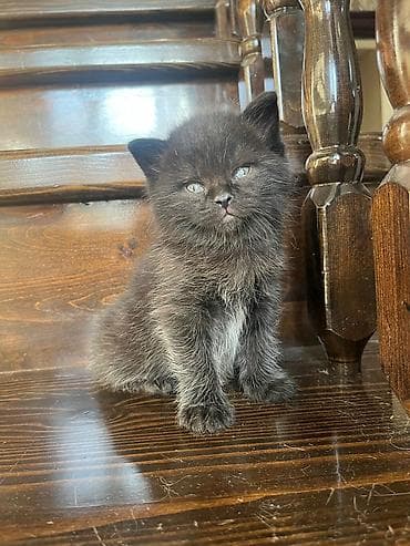 скоттиш страйт серый: Мальчик . Дата рождения 19.02.Шотландский страйт.Для любителей черных — 1