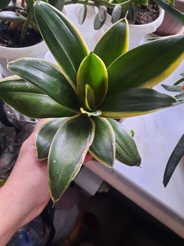 лорена: Сансенвьерия вариегатная низкорослая.есть4 горшка. находимся в — 3