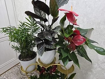 оффис: Комнатные растения в горшках. - Суккуленты, сансевиерия, алоэ — 9