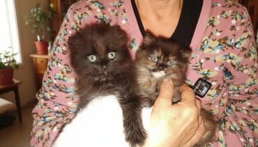 бычоктор сатылат: Скотиш Фолд (Шотландиялык шалпаң кулак), 2 айлык, Ургаачы, Таш бака, Лотокко барууга үйрөтүлгөн — 2