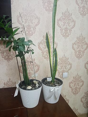 куплю баню: Комнатные растения в декоративных кашпо - Замиокулькас (долларовое — 1