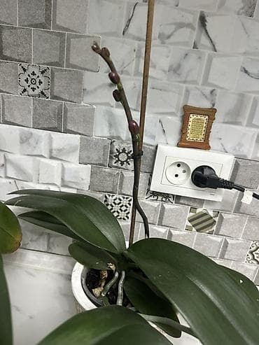 Кийимге кам көрүү жана сактоо: Срочно распродаю домашние орхидеи фаленопсис, все сортовые Голландия — 7