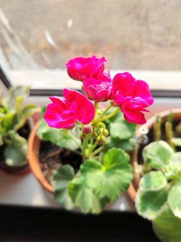 борная кислота бишкек: Обмен на 3 л масла герань Пеларгония красивая розовая цветёт розочками — 1