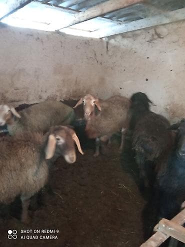 Иттер: Сатам | Ургаачы кой (ургаачы) | Көбөйтүү үчүн | Асыл тукумдуу — 2