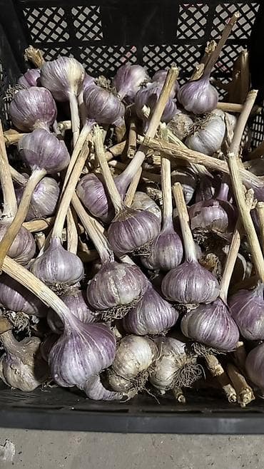 Продукты питания: Чеснок — 1