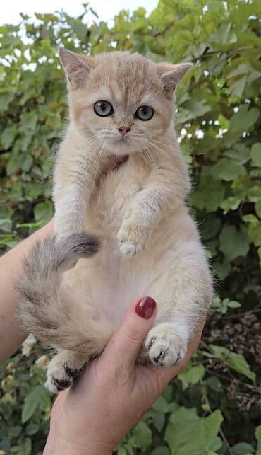 показы 1 354 72 договорная кошка даром британская короткошёрстная 1 год мальчик метис 2 позвонить написать: Британская короткошёрстная, 3 месяца, Девочка, Золотая шиншилла, Приучена к лотку, Проглистована — 6