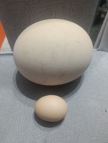 тыквенные семена: Яйцо страуса (на фото для сравнения рядом куриное яйцо) — 1