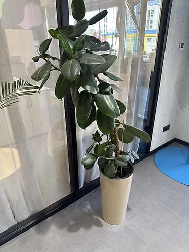 Фикус эластика (Ficus elastica) в напольном кашпо - Высокорослое — 1