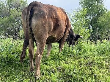 карова сментал: Продаю | Корова (самка) | Для молока — 4