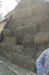 срочно продаю в связи с переездом: Продаю клевер тюки хорошие 2 укоса — 7