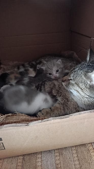 Очаровательные котята от домашней кошки - Помёт разноокрасочных