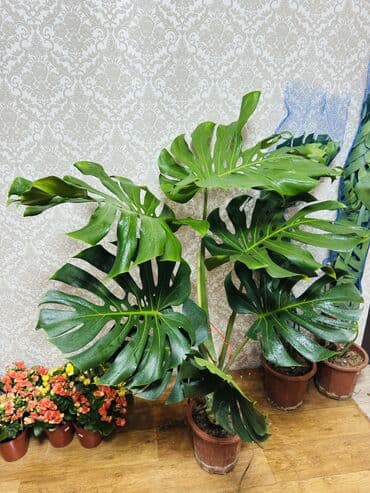 Монстера гигант высота 1.50 см