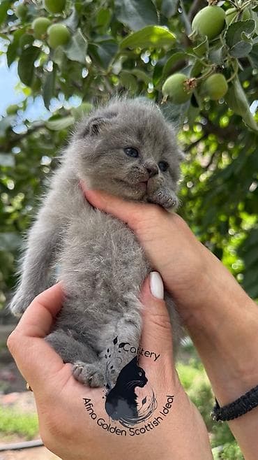 цена сфинкса: Скотиш Фолд (Шотландская вислоухая), 1 месяц, Мальчик, Голубой, Приучена к лотку, Проглистована, С документами — 6