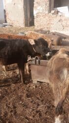 продажа щенков немецкой овчарки с документами в бишкеке: Продаю | Тёлка | Для разведения — 7