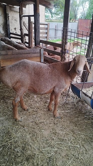 осеменитель: Продаю | Ягненок | Арашан | Для разведения | Осеменитель — 6