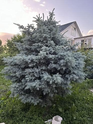 елки где купить: Ель голубая высота 3-метра (Picea pungens) — взрослая декоративная — 3