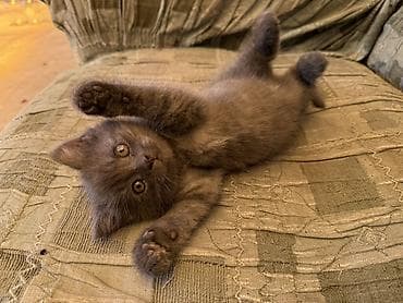 рыжие кошки: Британская короткошёрстная, 2 месяца, Девочка, Серый, Метис — 2