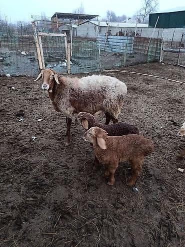 матка: Продаю | Овца (самка) | Для разведения | Матка — 3