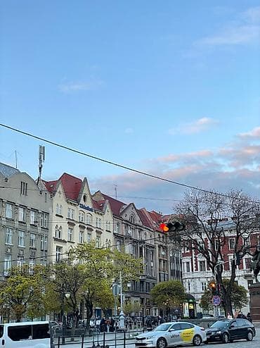 челесный кун: Фото животных котов — 3