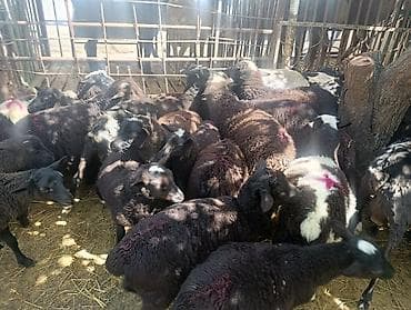 баран живой: Продаю | Овца (самка), Баран (самец) | На забой — 4