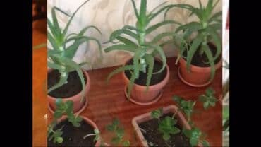 комнатные растения из голландии в бишкек каталог: Фотографии уже устарели. Теперь все алоэ намного выше и больше! — 13