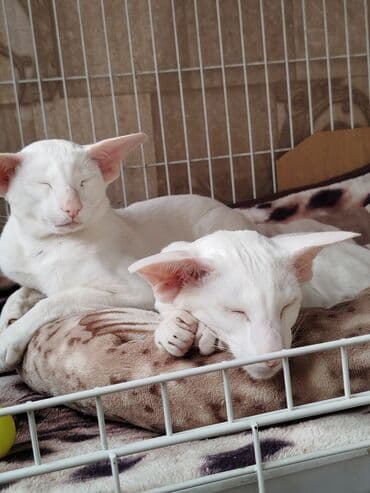наполнители для кошек: Ориентальная, 4 месяца, Мальчик, Белый, Приучена к лотку, Проглистована, С документами — 25