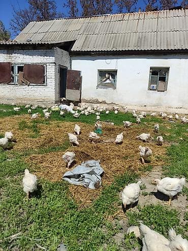 Продаю | Цыплята | Бройлерная | На забой