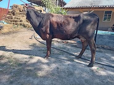 маленькие быки: Продаю | Корова (самка) | Для молока — 4