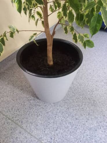 навес продаю: Фикус Бенджамина в современном кашпо. пересажен в большой новый горшок — 3