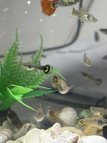 лягушка живая: Гуппи (Poecilia reticulata) — активные живородящие аквариумные рыбки — 3