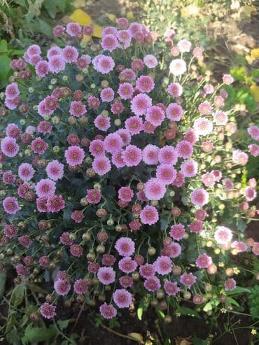 вилы садовые: Хризантемы мультифлора (садовые шары) - Компактные шаровидные кусты — 4