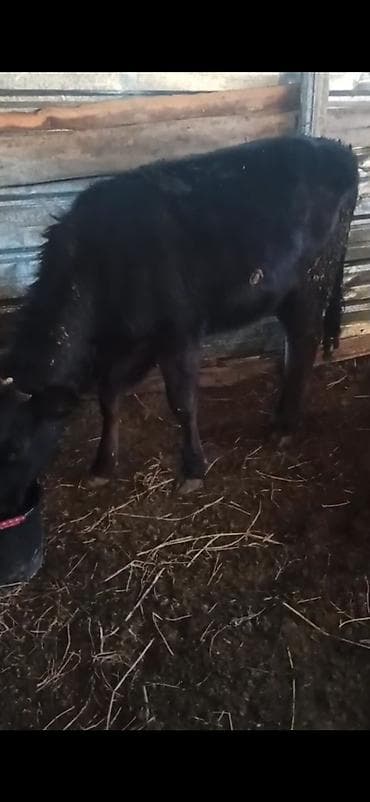 телка торпок: Продаю | Бык (самец) | На откорм — 2