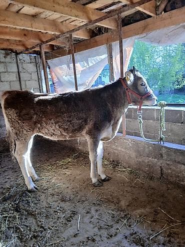 меренос козу: Продаю | Тёлка | Швицкая | Для молока | Привязанные — 4
