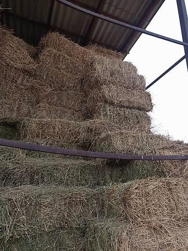 силос синаш: 3 укос ТАЗА БЕДЕ САТЫЛАТ САМОВЫВОЗ 370 СОМ ТОРГСено в тюках - — 1