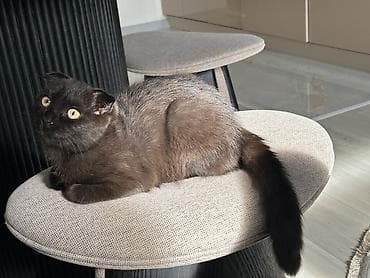 голубая шотландская кошка: Скотиш Фолд (Шотландская вислоухая), 5 месяцев, Девочка, Шоколадный, Приучена к лотку — 5