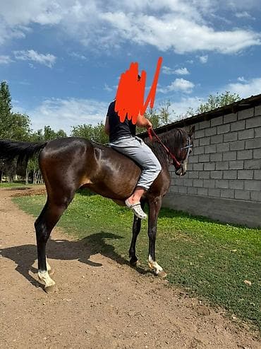 сокол купить: Продаю | Жеребец | Для разведения, Рабочий, Конный спорт | Племенные, Осеменитель — 6
