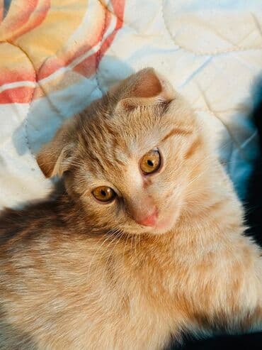 новорожденные котята: Котята – очаровательные малыши разных окрасов: - Бело‑тигровые — 6