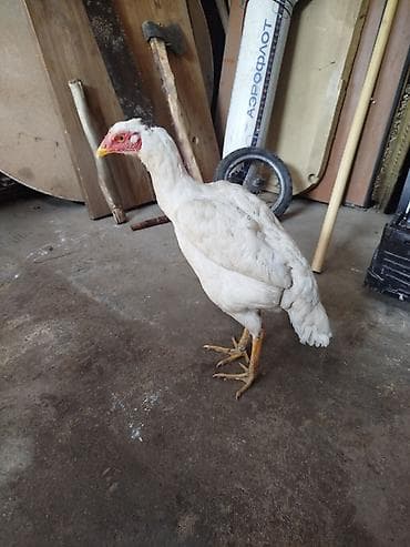 дом животные: Продаю | Куры | Для разведения — 3