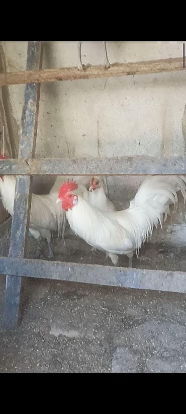 Продаю | Куры | Для разведения