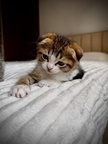 британские котята питомник: Невозможно не влюбиться… 🐾🥹 Маленькие шотландские котята — ласковые — 5