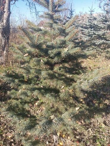 шкаф бу бишкек: Саженцы деревьев: Ели — 6