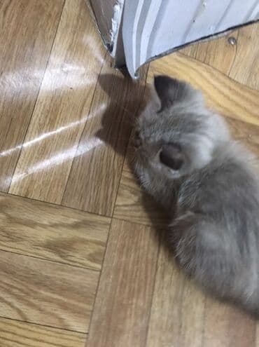 щенки охотничьих собак: Кошка даром: Беспородная, 2 месяца, Мальчик, Приучена к лотку — 3