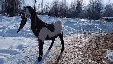 козлы: Продаю | Козлёнок | Камори | Для разведения — 2