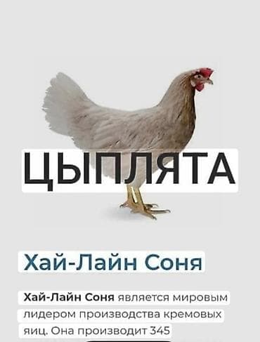 Продаю | Цыплята | Хай-Лайн Соня Грей | Несушки