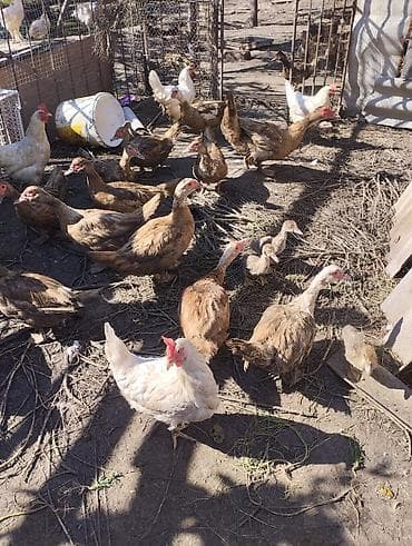 аквариум недорого: Продаи индоуток по 800 сом несутся есть утята — 2