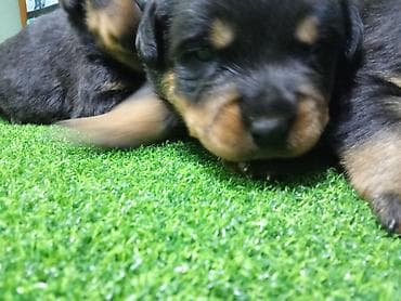 анти лай: Щенки ротвейлера открыта бронь родословная имеется — 4