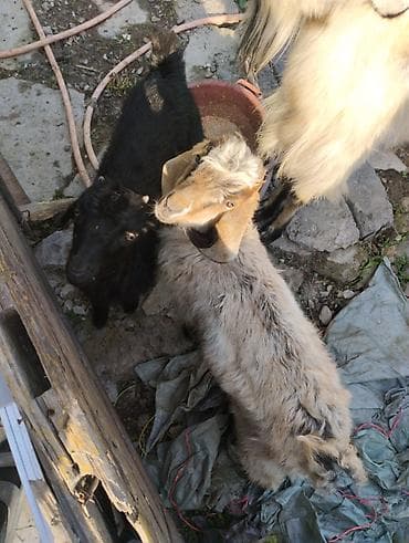 сколько стоит кролик домашний: Продаю | Коза (самка) | Полукровка | Для разведения — 2