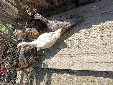 продам голубей: Индоутки, самец и 3самки.
За всех 5000с — 3