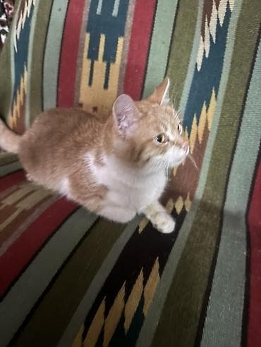 Котенок рыже-белого окраса, мальчик, умный,послушный, ласковый